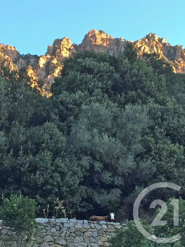 Appartement F4 à vendre - 4 pièces - 64.0 m2 - OTA - 201 - CORSE - Century 21 Actif Immobilier